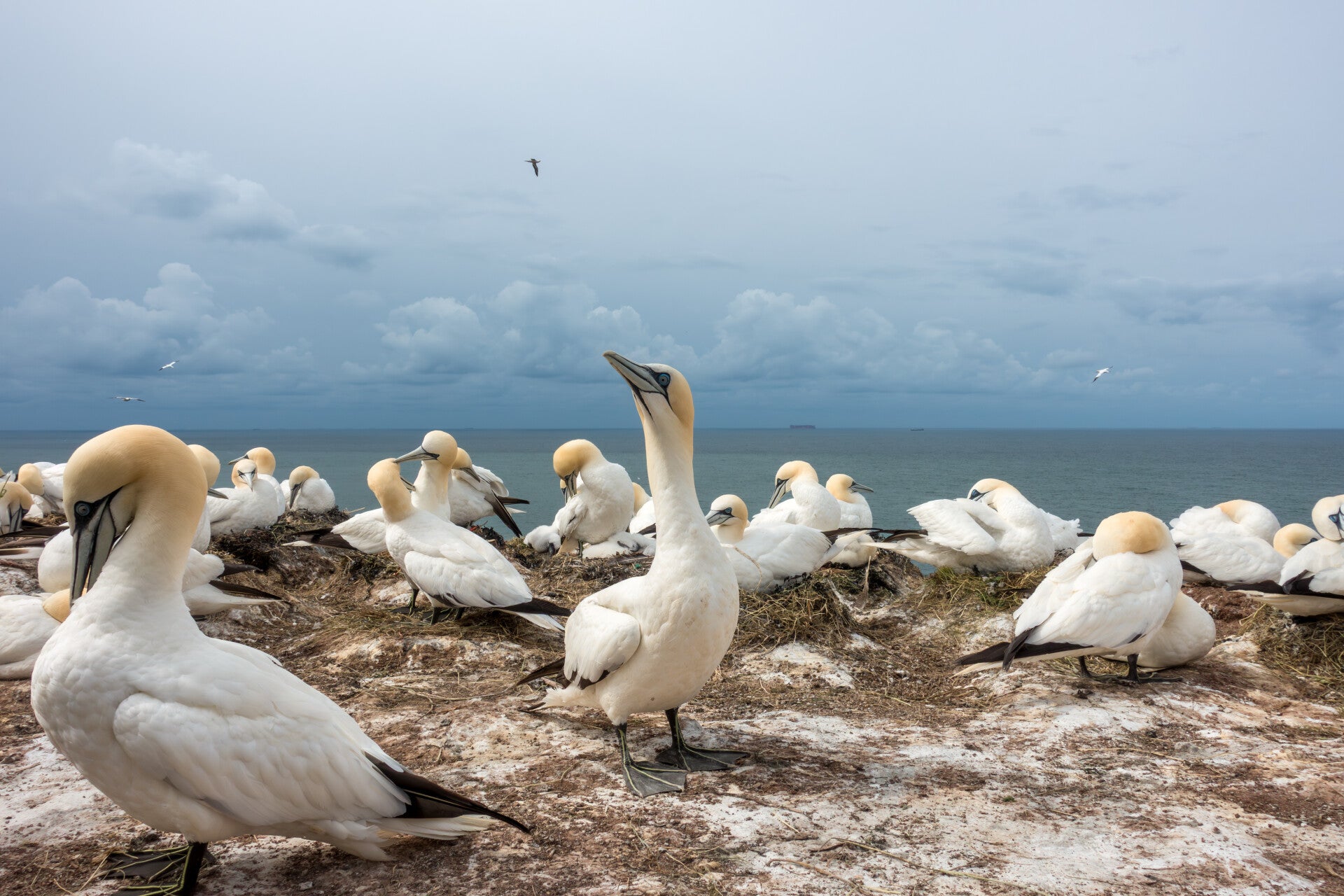 jan van genten op helgoland