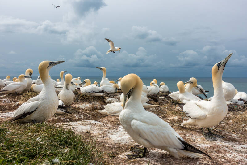 jan van genten op helgoland