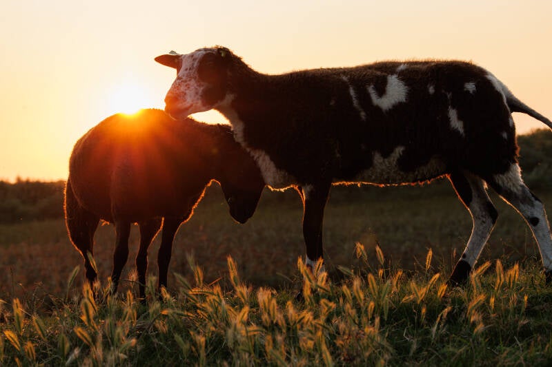 schapen ijsselmeer