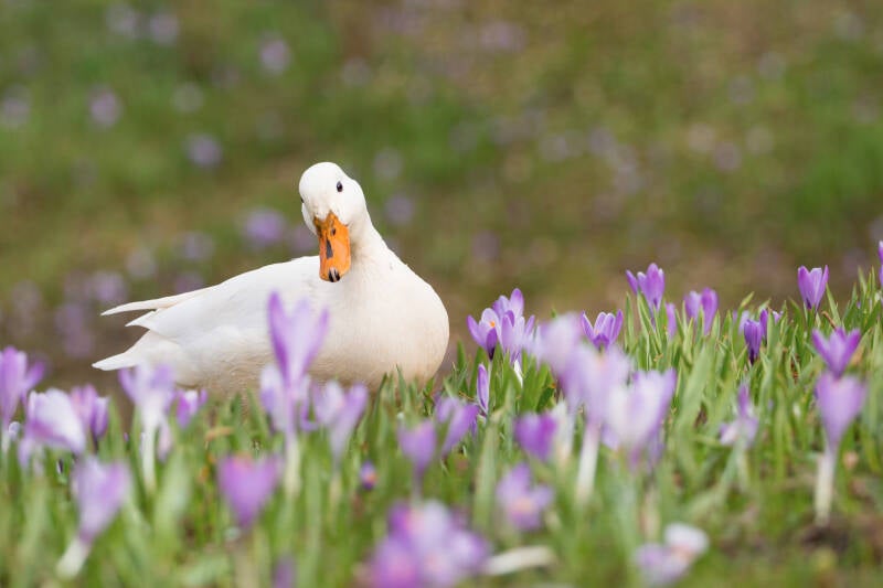 witte eend