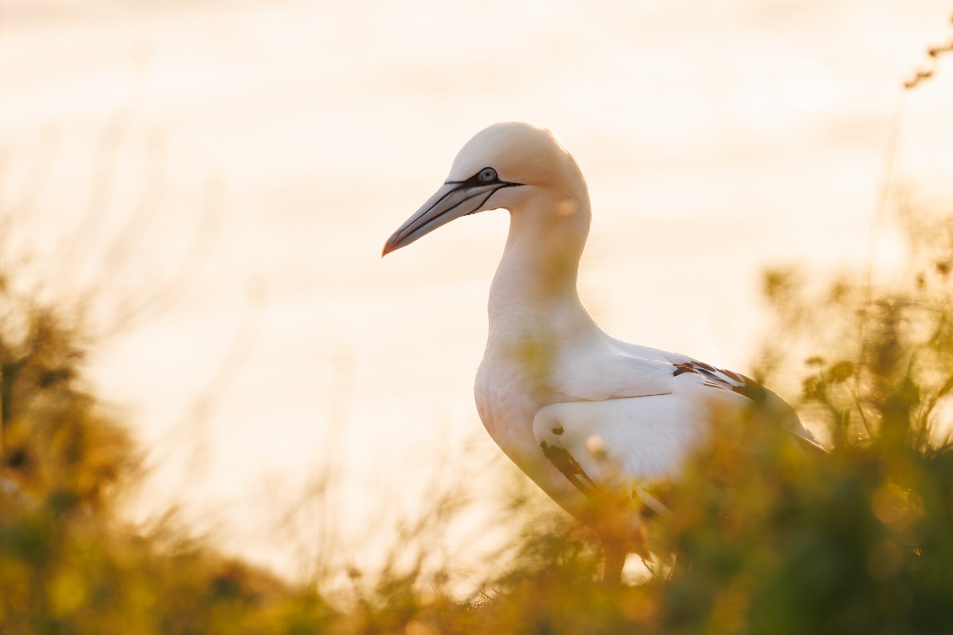 Jan-van-Gent in de zonsondergang op Helgoland 