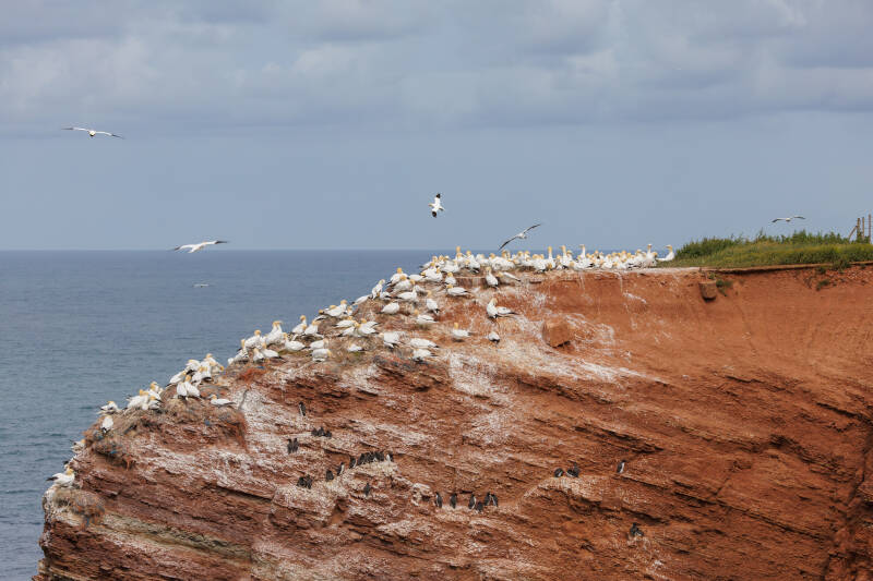 kliffen helgoland met jan van genten