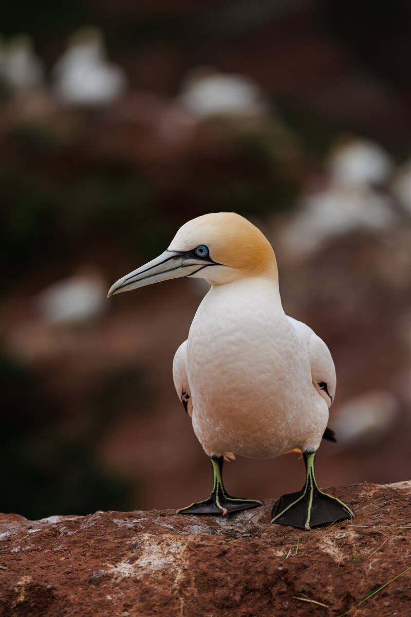 Jan-van-Gent op de kliffen van Helgoland