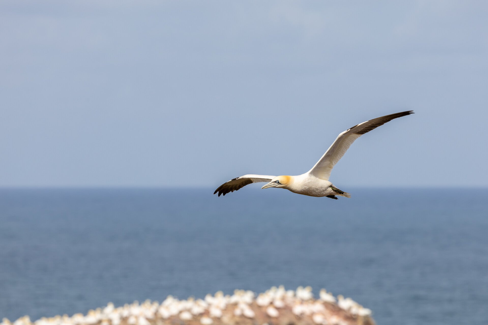 Jan-van-gent vliegend over de rotsen van helgoland