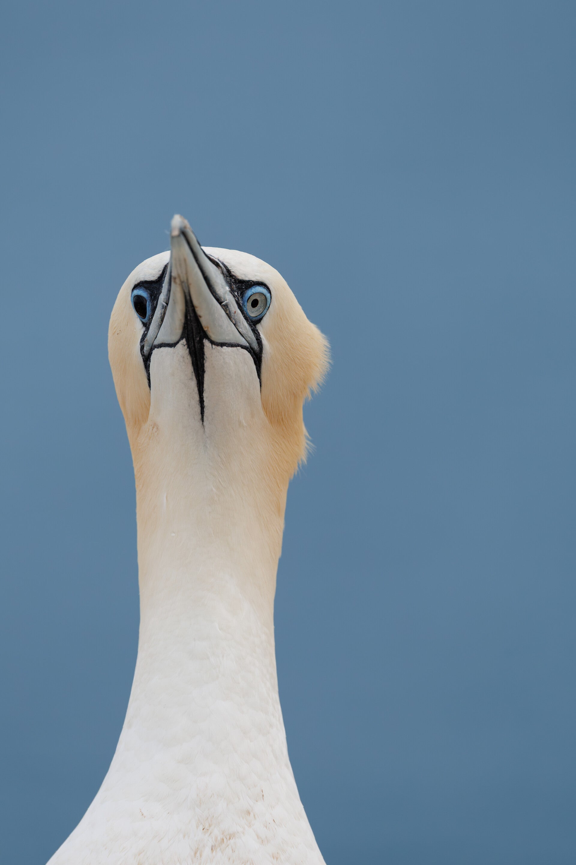 Jan-van-Gent met zwart oog - vogelgriep