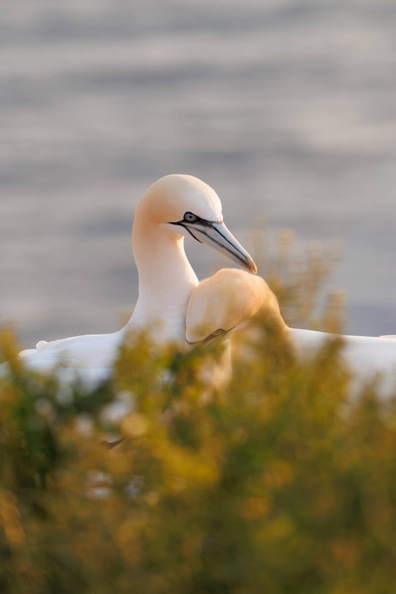 Jan van genten samen op helgoland