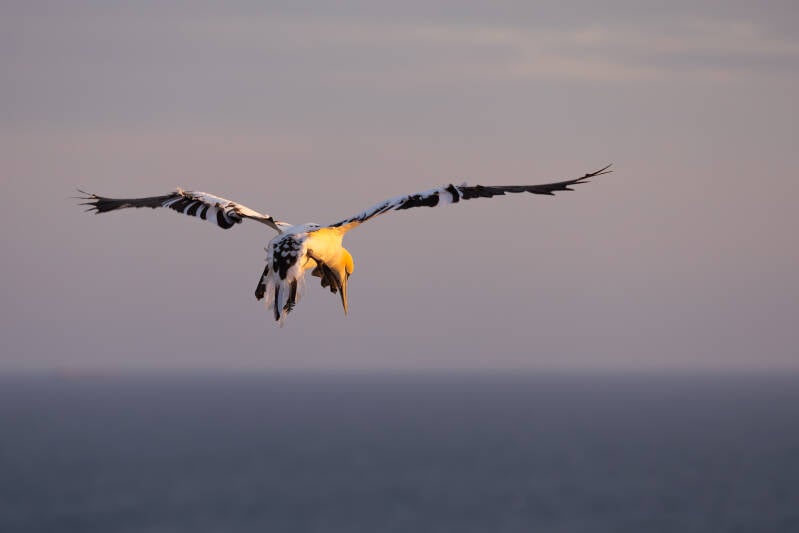 Een vliegende jonge Jan van Gent over helgoland