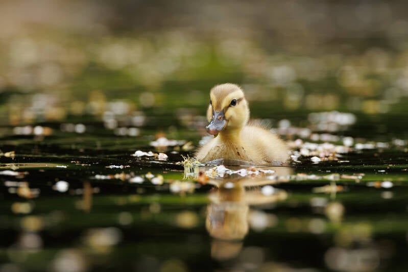 klein-eendje.jpg