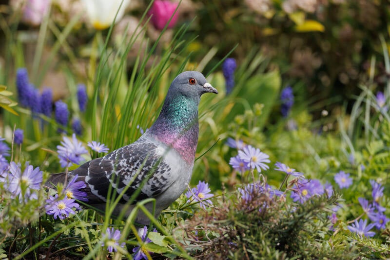 Stadsduif in de tuin