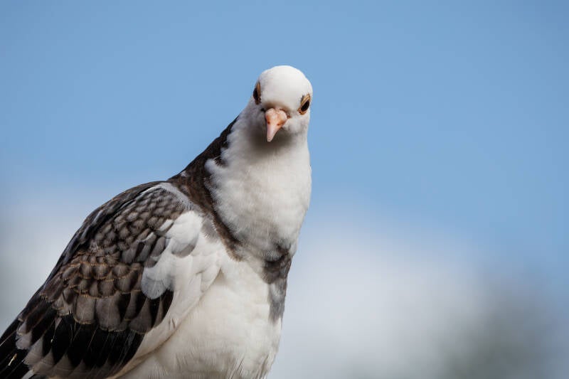 witte duif met mooie bruine veren