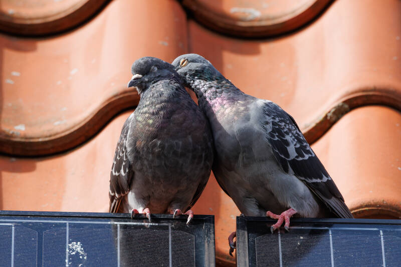 stadsduiven aan het knuffelen