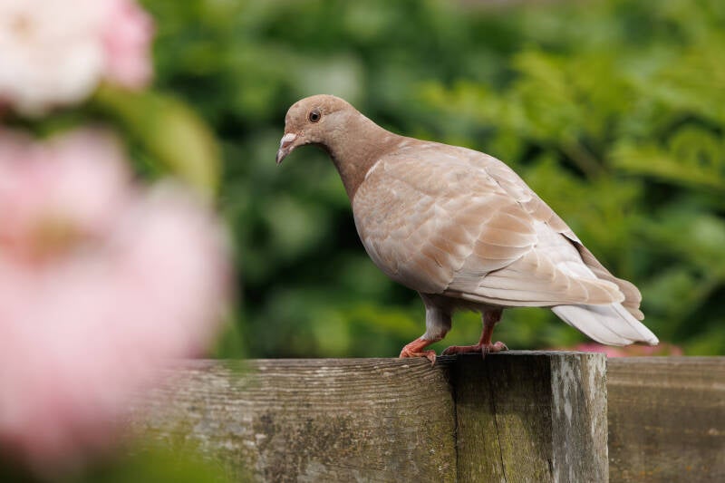 bruine duif in de tuin