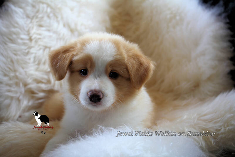 derdeportretje_pup4t_walkinonsunshine-1.jpg