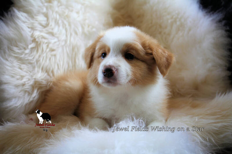 derdeportretje_pup5r_wishingonastar-1.jpg