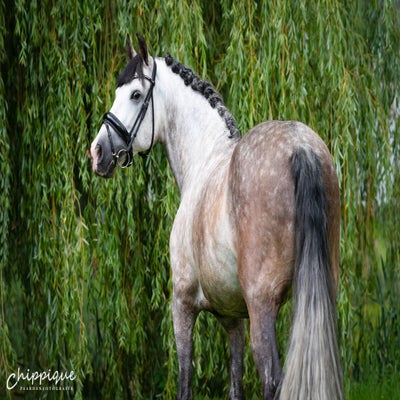 Charlienweb-2.jpg