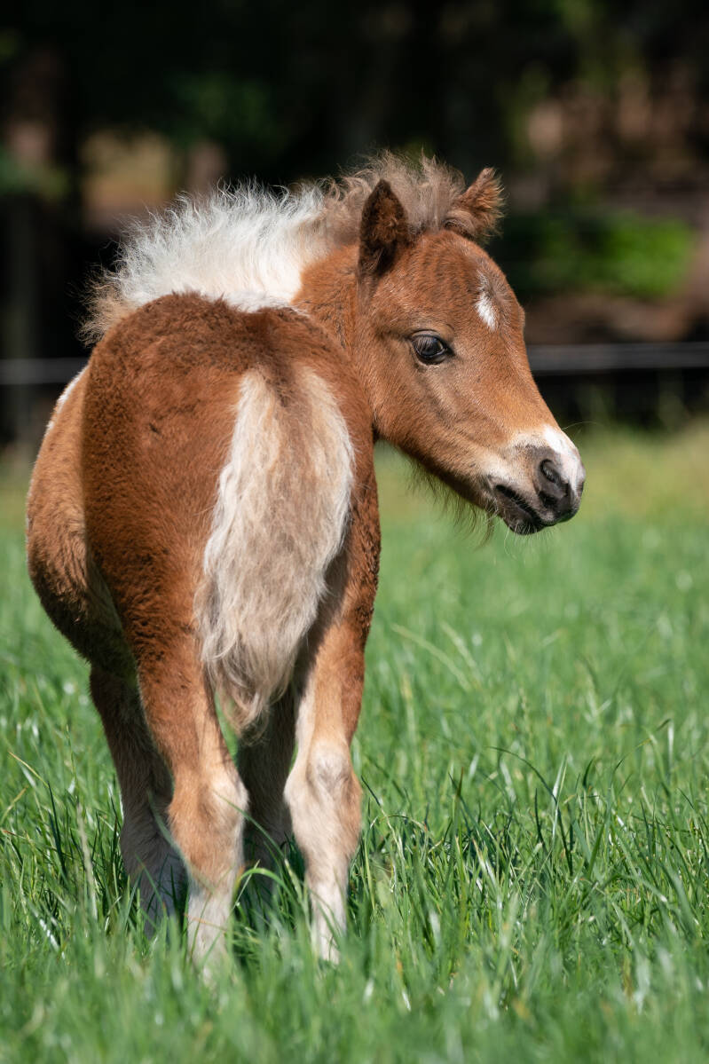 minipaardjes6van35.jpg