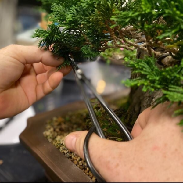 Koya Bonsaiclub DINSDAG - Bonsai in vorm UiTPAS-kansentarief 2026