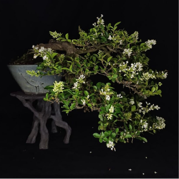 Koya Bonsaiclub - Bonsai Babbels & Borrels 2026