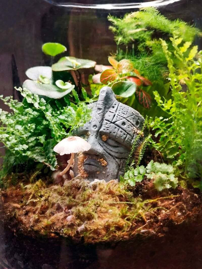 well established closed terrarium with a mushroom growing inside