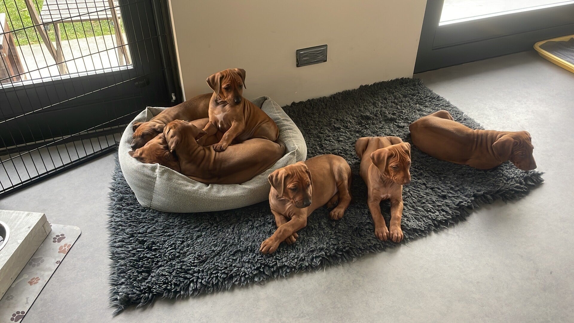 Met de ridgebacks pups naar het bos