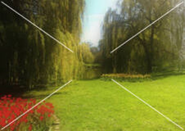 Willows and Tulips (A2)