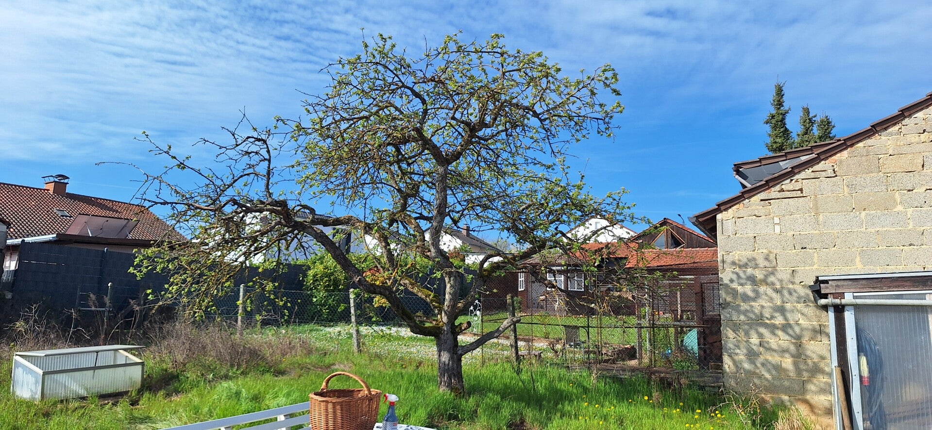 Ein Apfelbaum in einem Hausgarten eines Kunden vor dem Schnitt