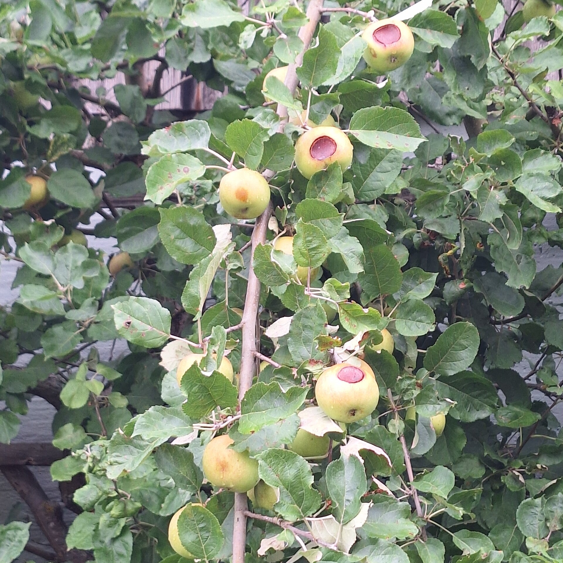 Apfelbaum mit Fruchtmonilia (Fruchtfäule) – Pfalzschnibbler berät bei Krankheiten und Schädlingen an Obstbäumen
