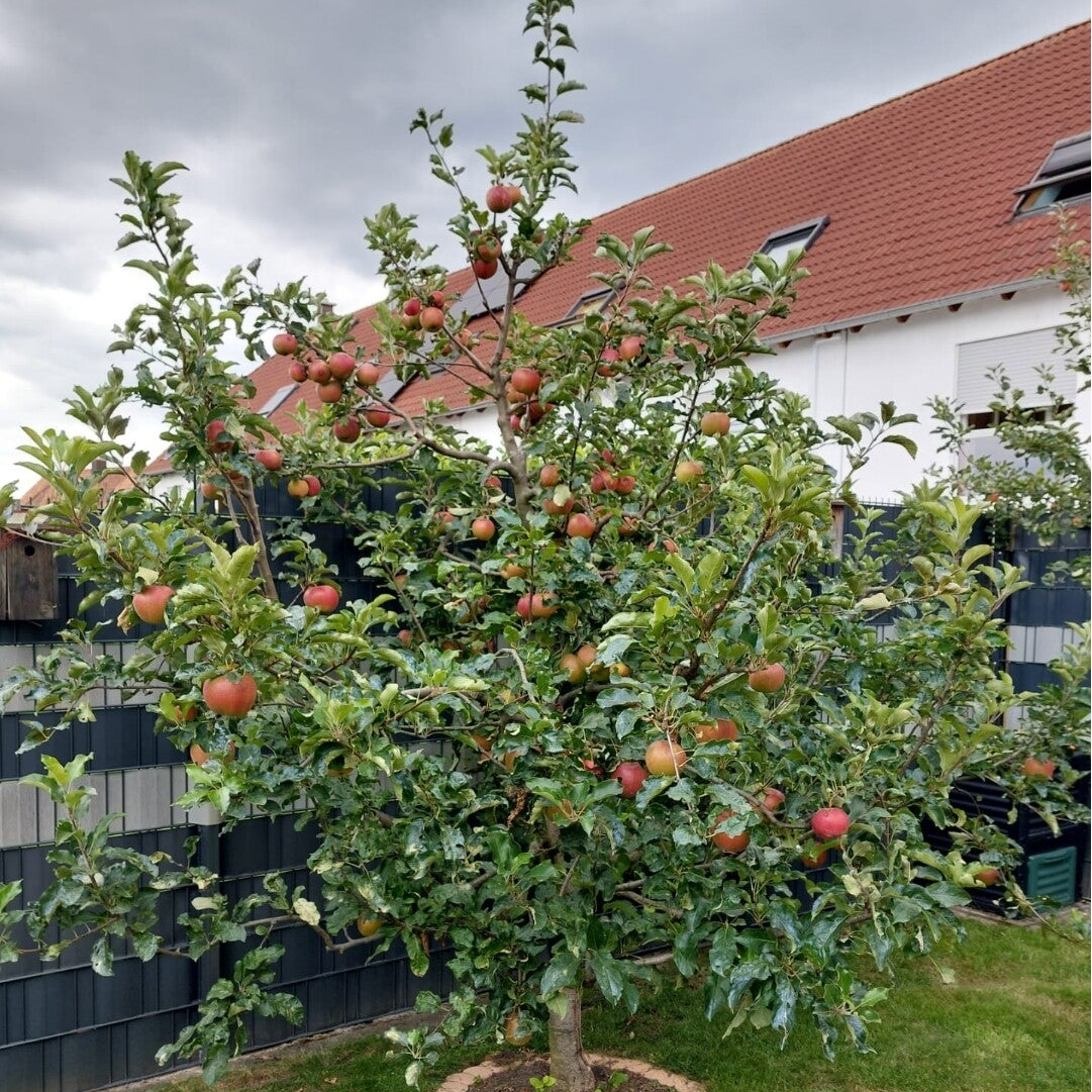 Ein vorzeige Apfelbaum bei einem Stammkunden.