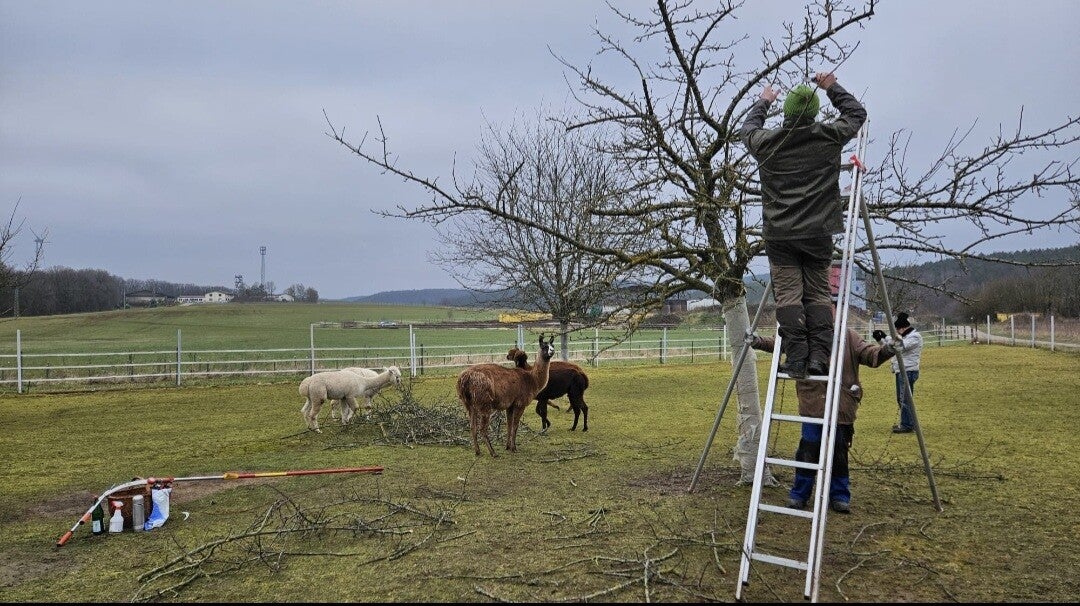 Fachgerechte Obstbaumpflege auf Streuobstwiesen und Weiden in der Pfalz – Pfalzschnibbler bei der Arbeit