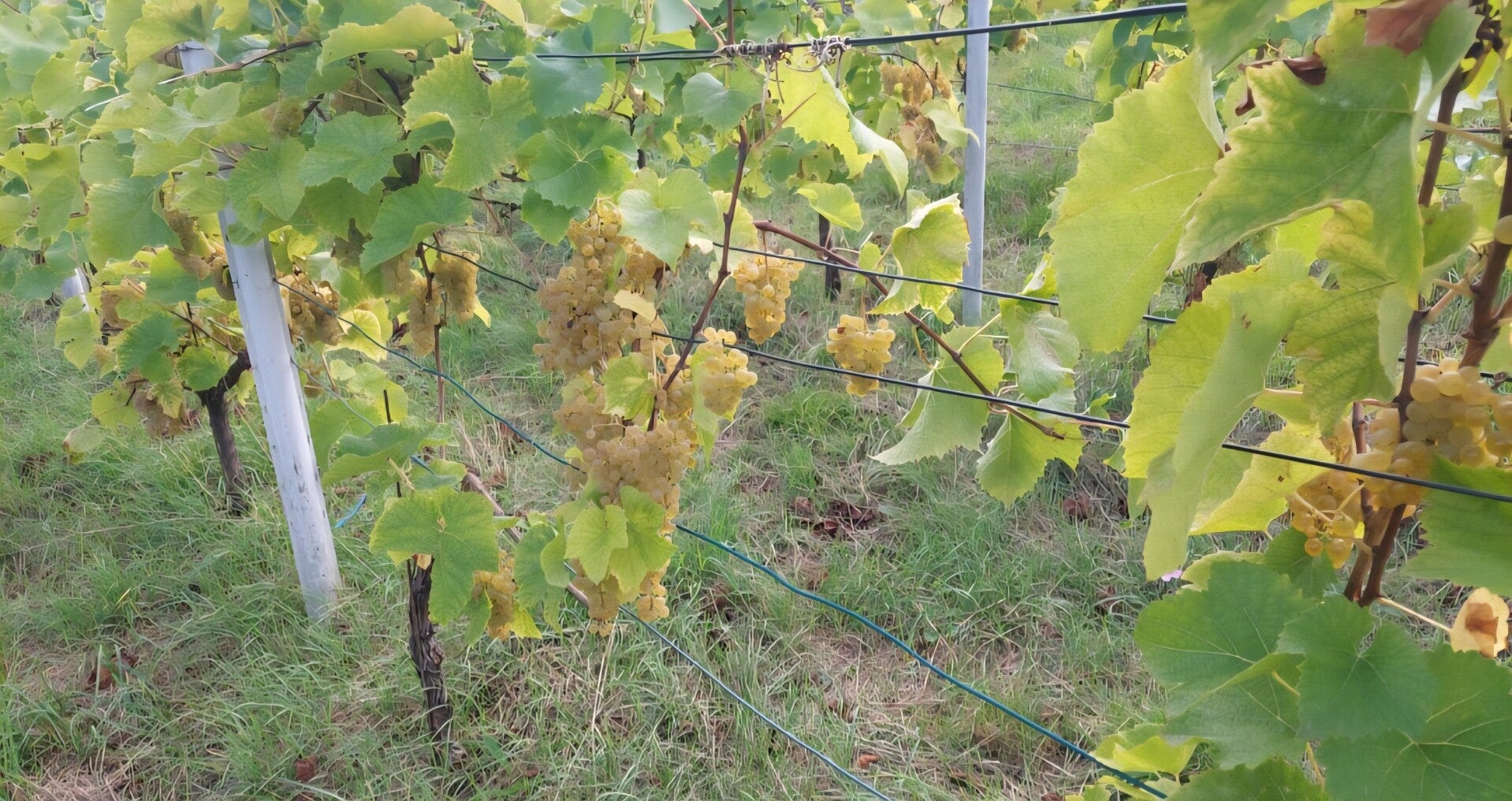 Ein Rebstock im Vollbehang in Pfalzschnibblers Wingert