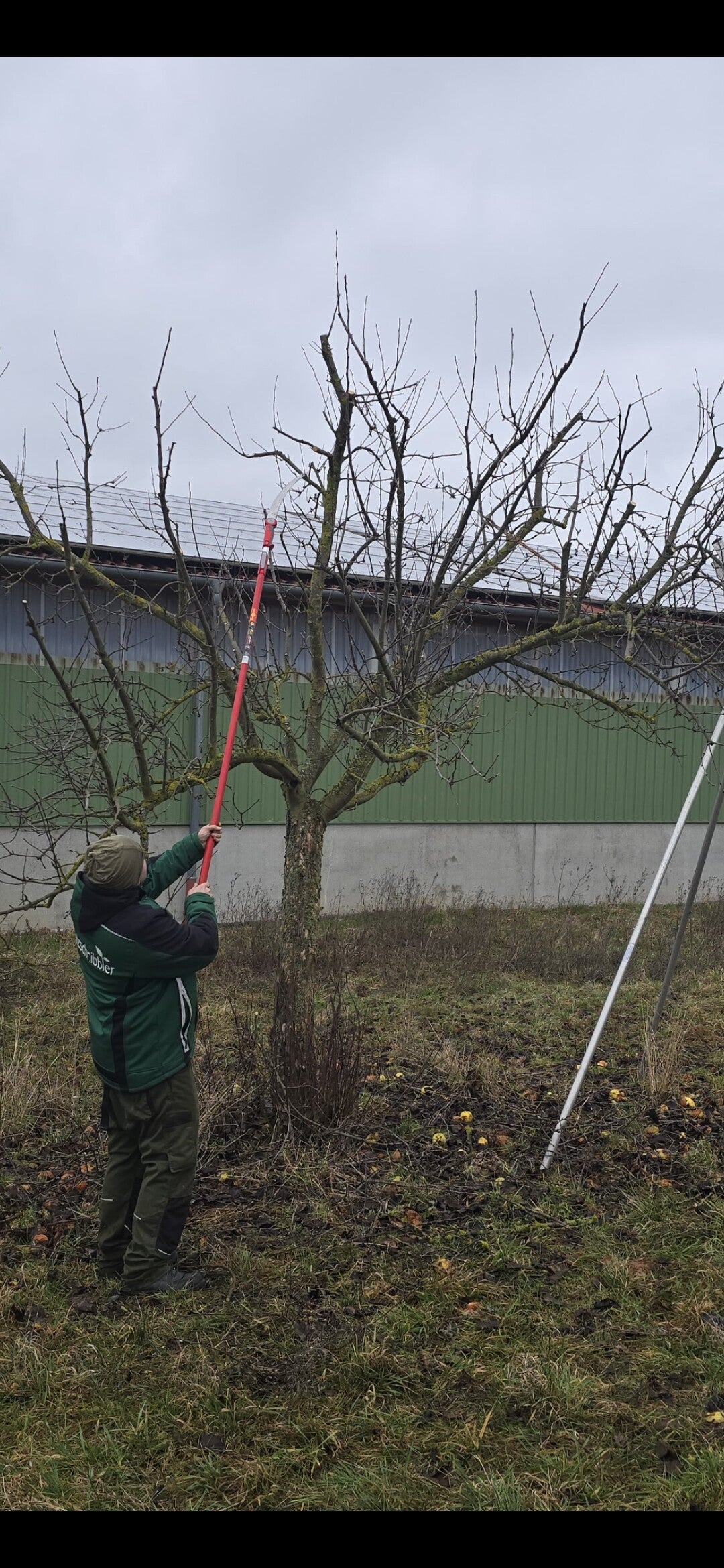 Baumansprache und Analyse beim Obstbaumschnitt – Pfalzschnibbler bewertet verschiedene Schnitt-Möglichkeiten für die Baumgesundheit