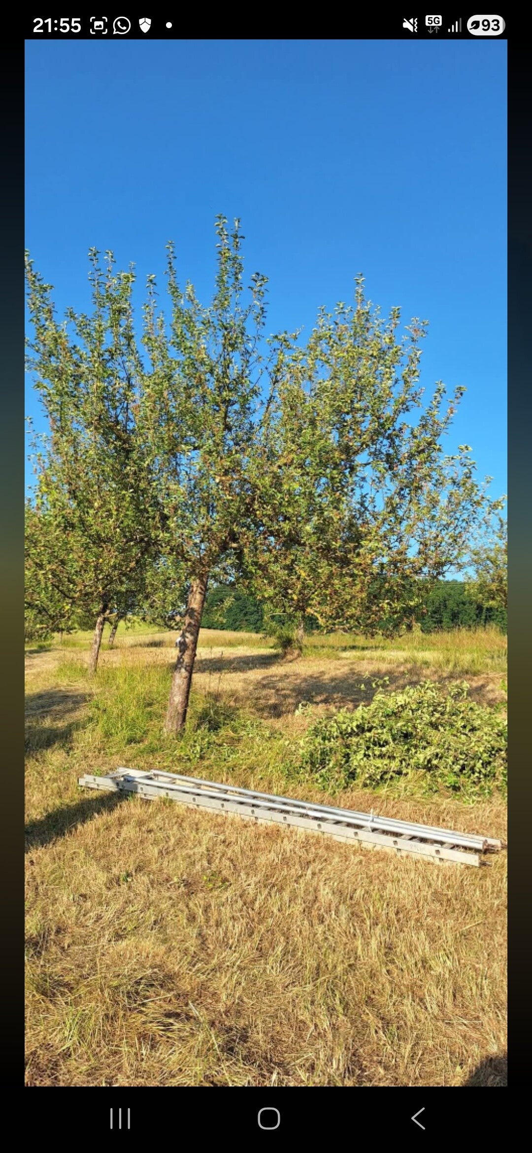 Sommerschnitt auf einer kommunalen Streuobstwiese – Pfalzschnibbler bei der Pflege von Ausgleichsflächen in der Pfalz