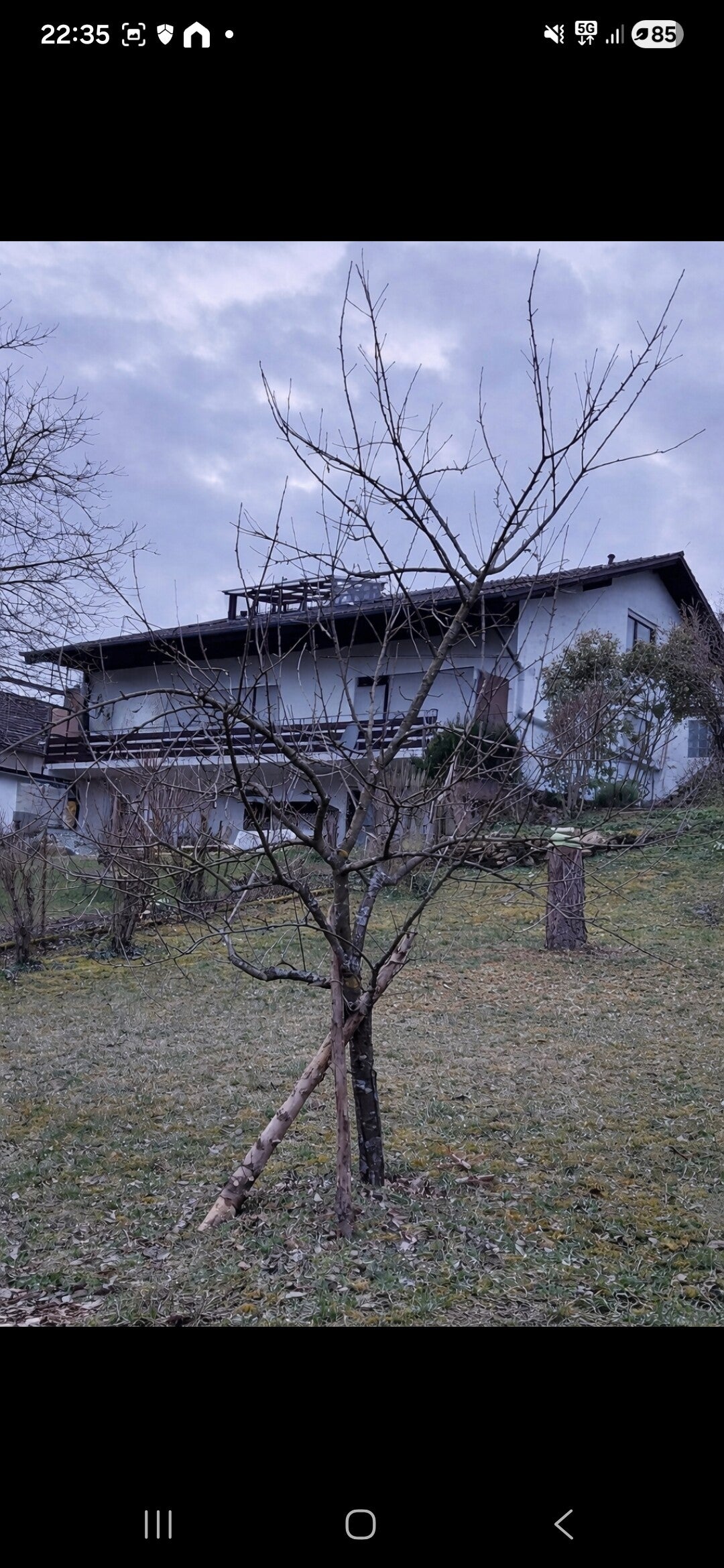 Verwahrloster Apfelbaum vor der Sanierung – Bestandsaufnahme eines ungepflegten Obstbaums durch den Pfalzschnibbler