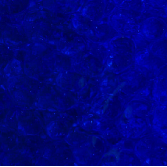 Corella 221