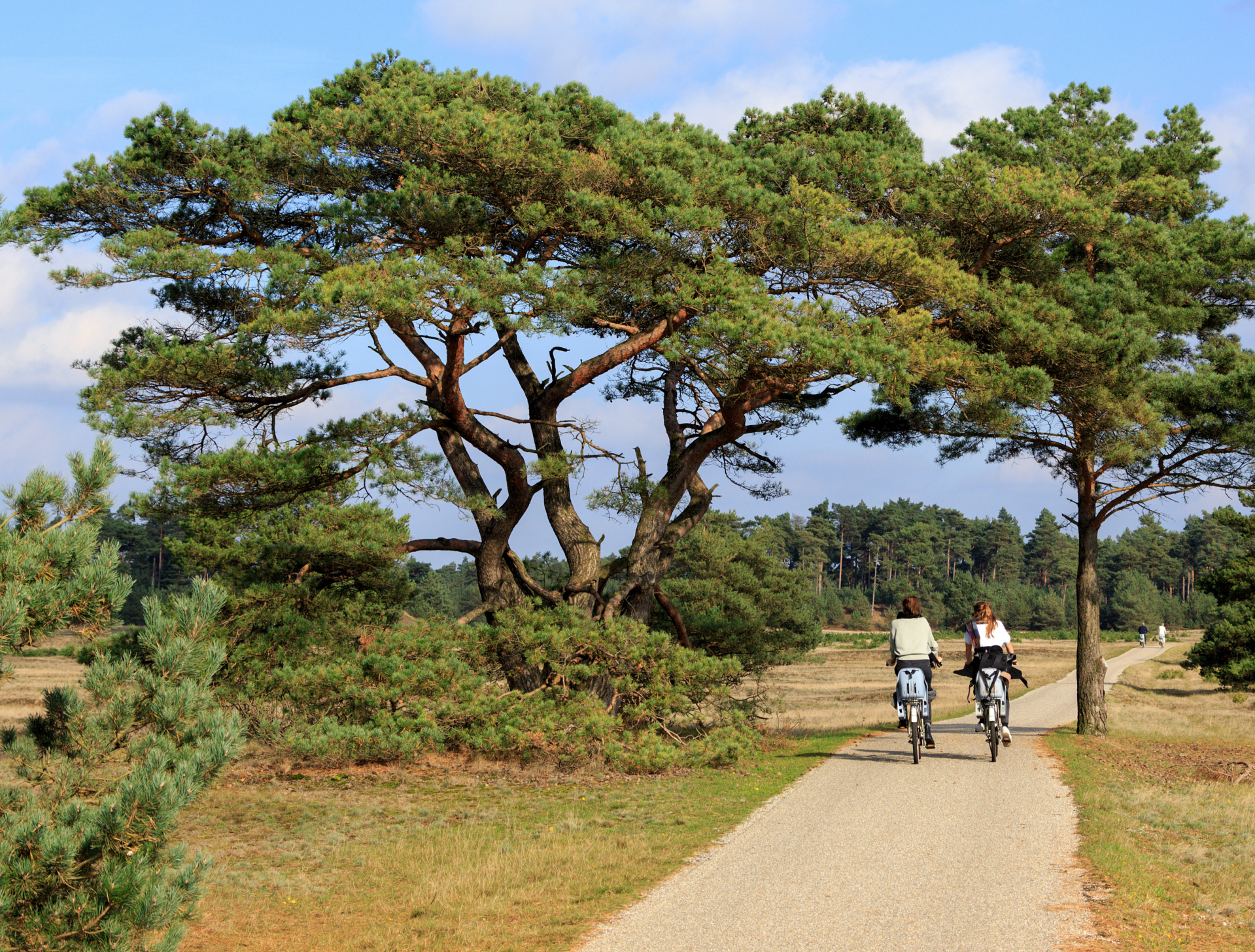 Fietsen en wandelen ovee se Veluwe, laat je verrassen door het landschap en geniet van de rust. 