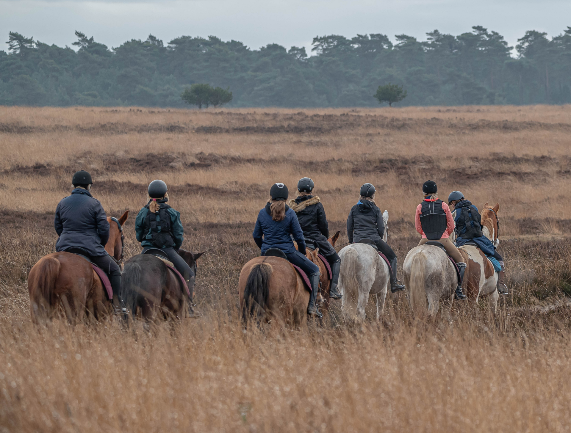 Ook met paarden is Otterlo een perfecte uitvalsbasis. Kom mennen over de vlaktes en geniet samen met jouw paard van de Veluwe.