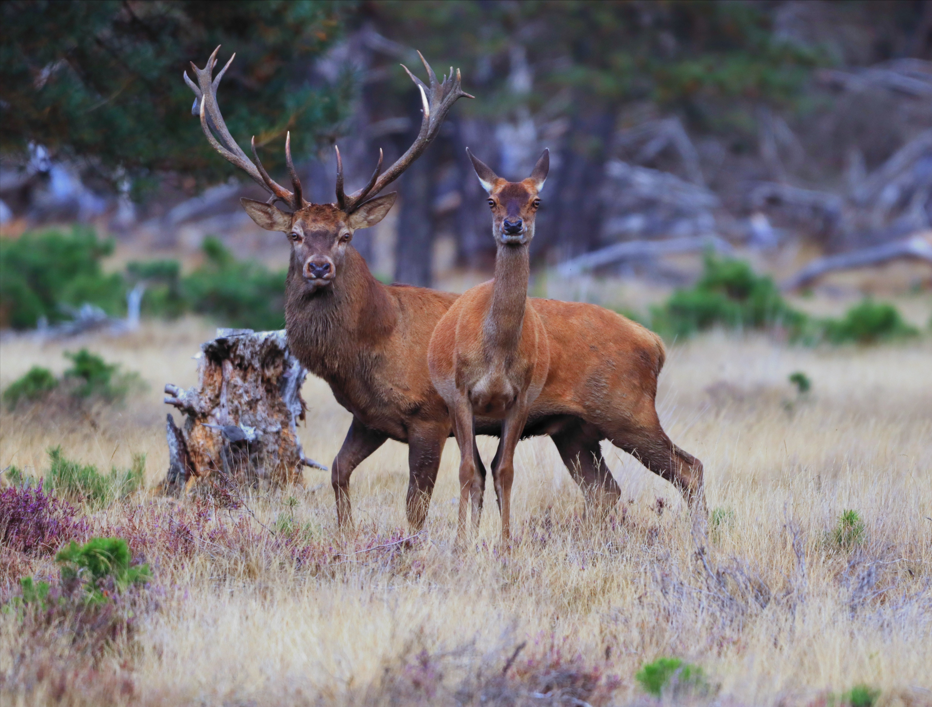 Ontdek de beste wildspotplekken van Otterlo en De Hoge Veluwe. Spot herten en wilde zwijnen. Welke dieren wil jij graag spotten op de Veluwe? 