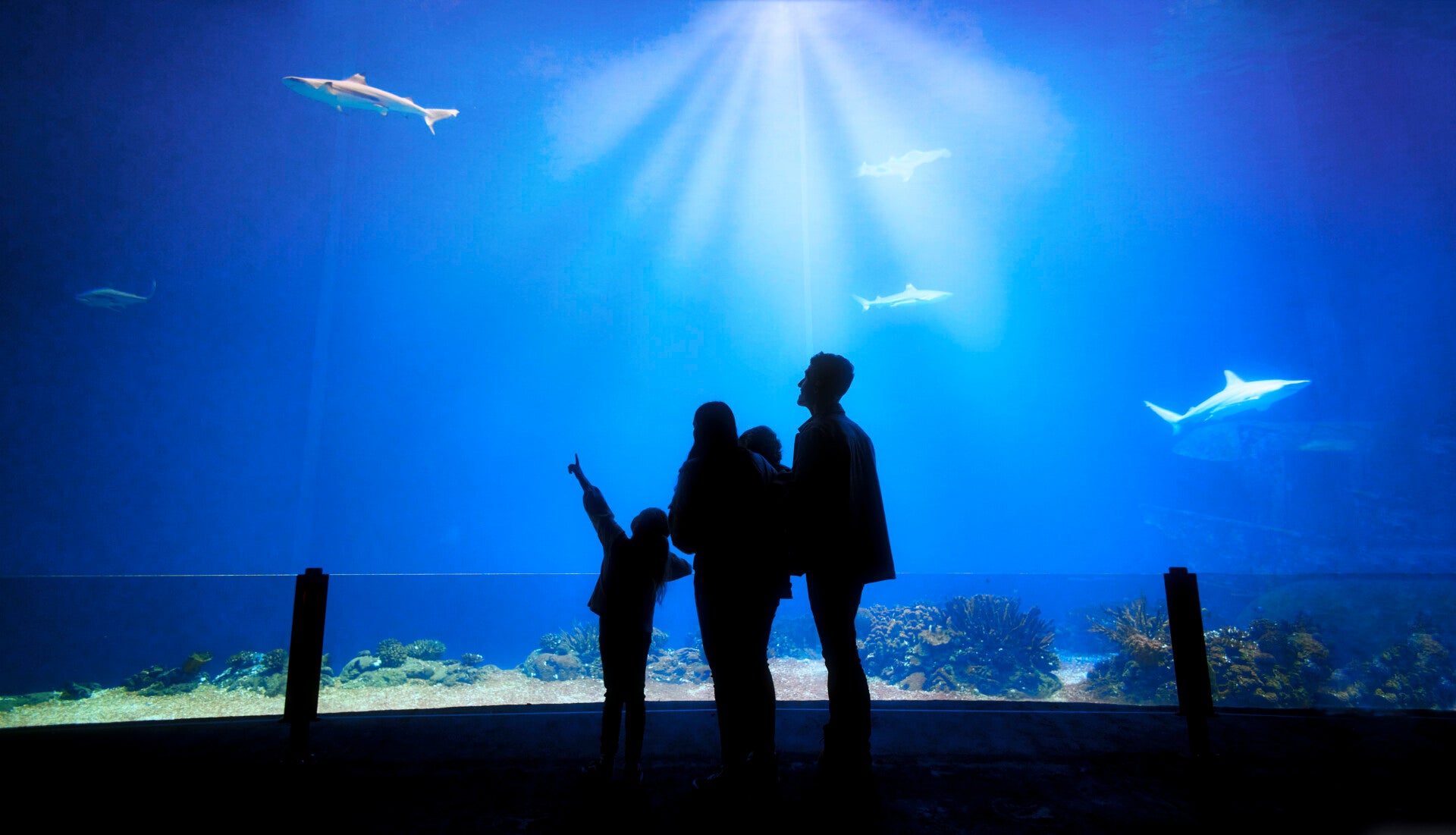 Bezoek de Ocean bij Burger's Zoo in Arnhem