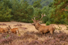 Edelhert Nationale Park De Hoge Veluwe 