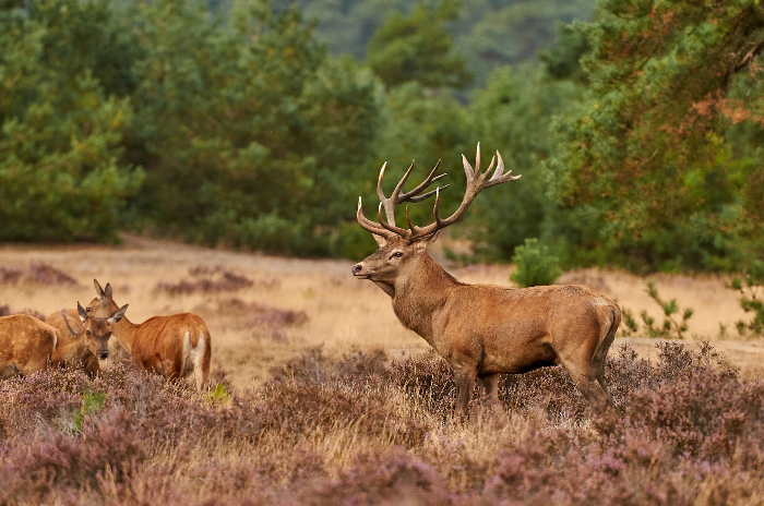 Bronst in Otterlo op de Veluwe