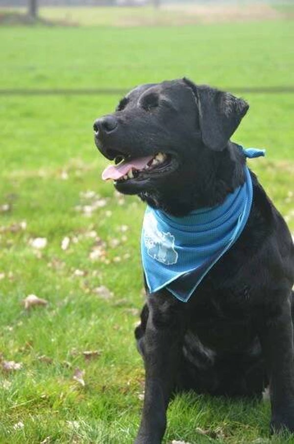 Coolpets - Cooling Bandana