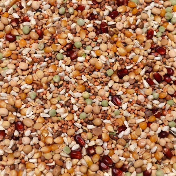 Vanrobaeys - 264 Kweek Junior Olympiade - 20kg