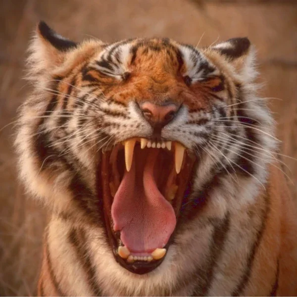 Tête de tigre rugissant illustrant les démos voix-off de Pauline Chaix pour documentaires animaliers, historiques, géographiques et humanistes.