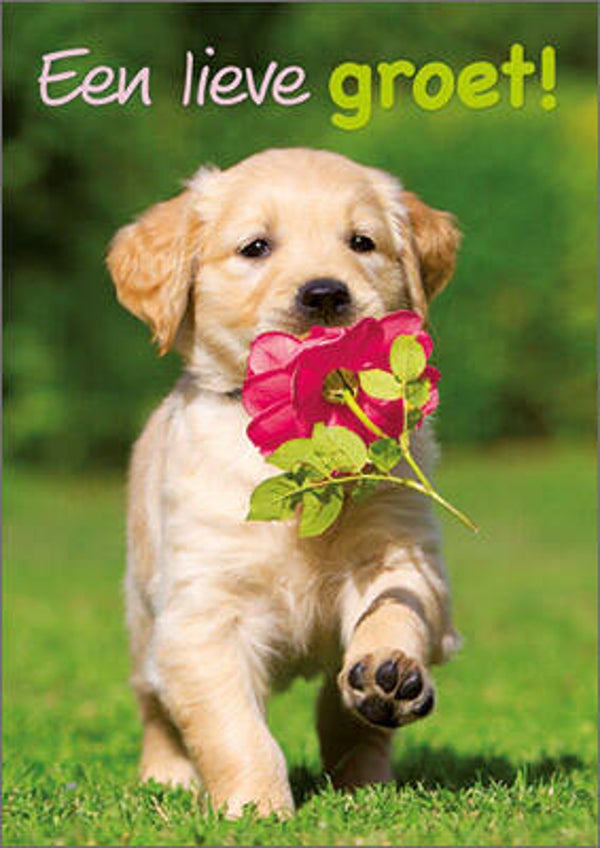 Lieve groet!