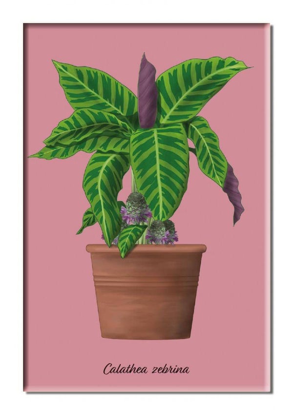Koelkastmagneet - Calathea zebrina - Kelly van Koppenhage - Hortus Botanicus Amsterdam