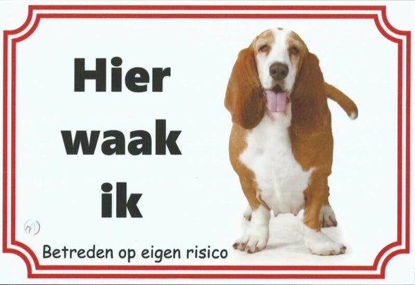 Basset Hound