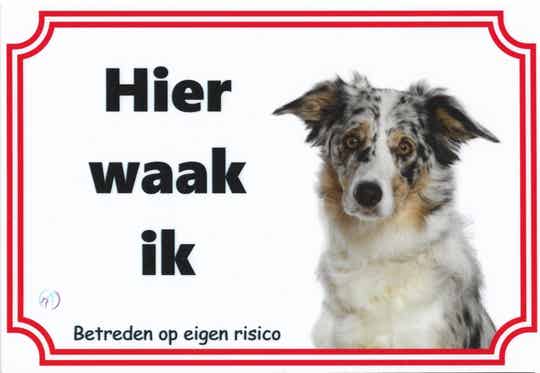 Bordercollie 2