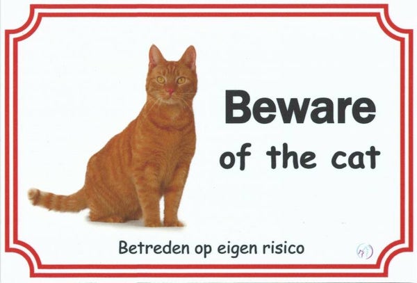 Europese Korthaar rood 2