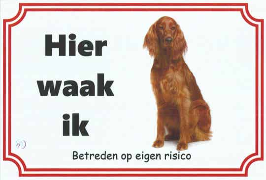 Ierse Setter 1
