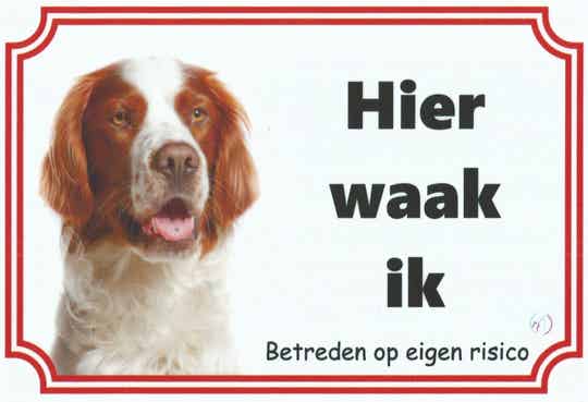 Ierse Setter 2